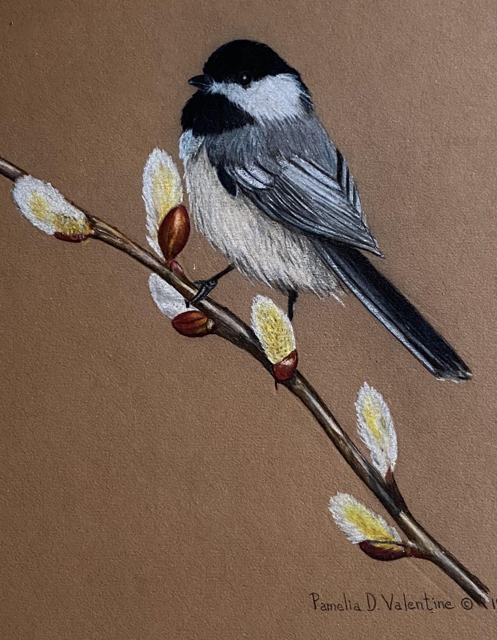 IMG_7904 Chickadee Pussy willow.jpg