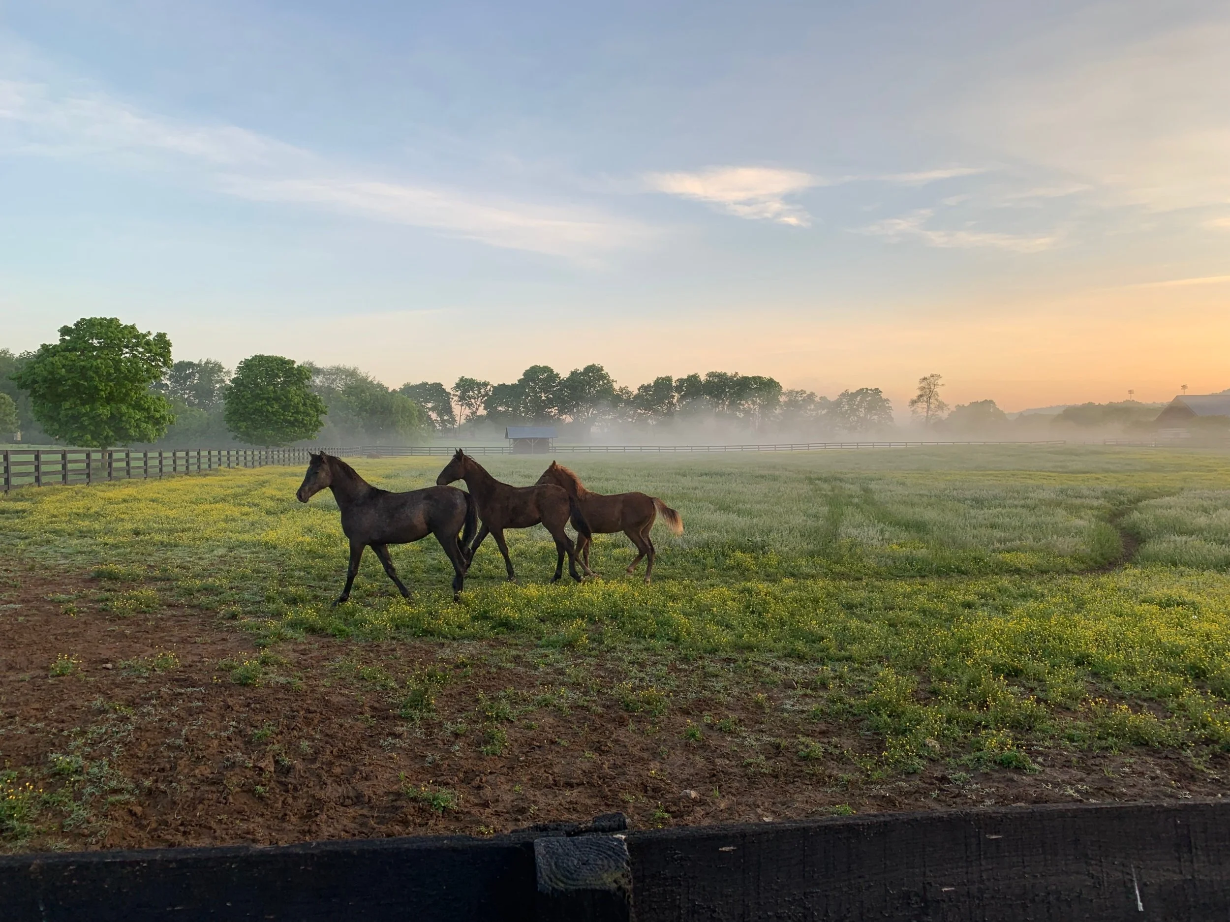 About Us — Ravenswood Farm