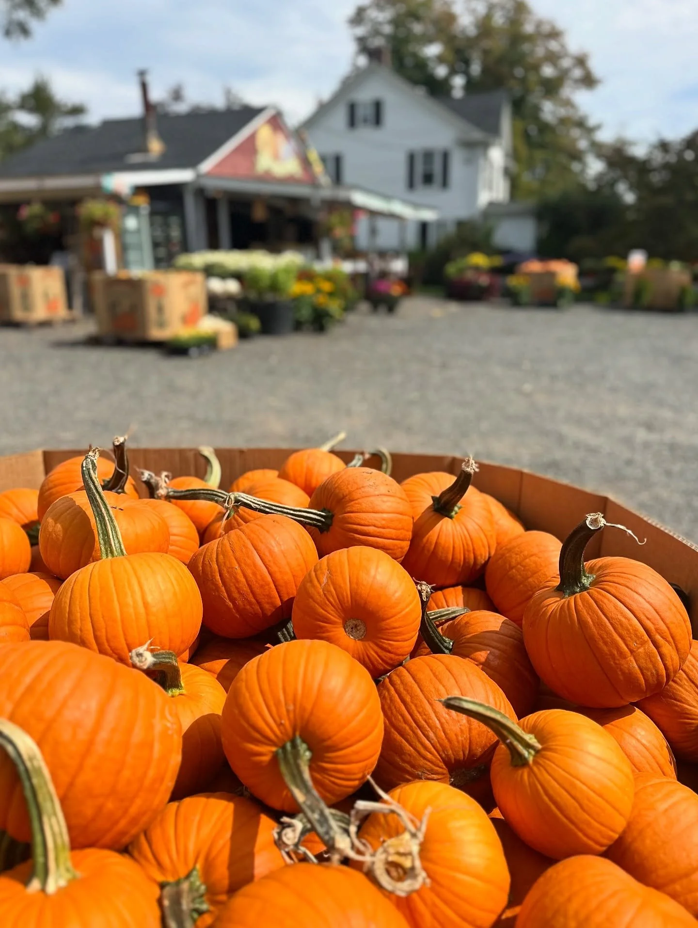 It&rsquo;s pumpkin season... and we&rsquo;re not mad about it. 🎃😉

From pumpkin patches to lattes to local farm fun, fall looks good around here. 🍂

#weinigerrealty #fallinnewjersey #njrealestate #homebuyingtips #homesellingtips #somersetcountynj 