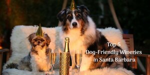 Top 5 Dog-Friendly Wineries in Santa Barbara
