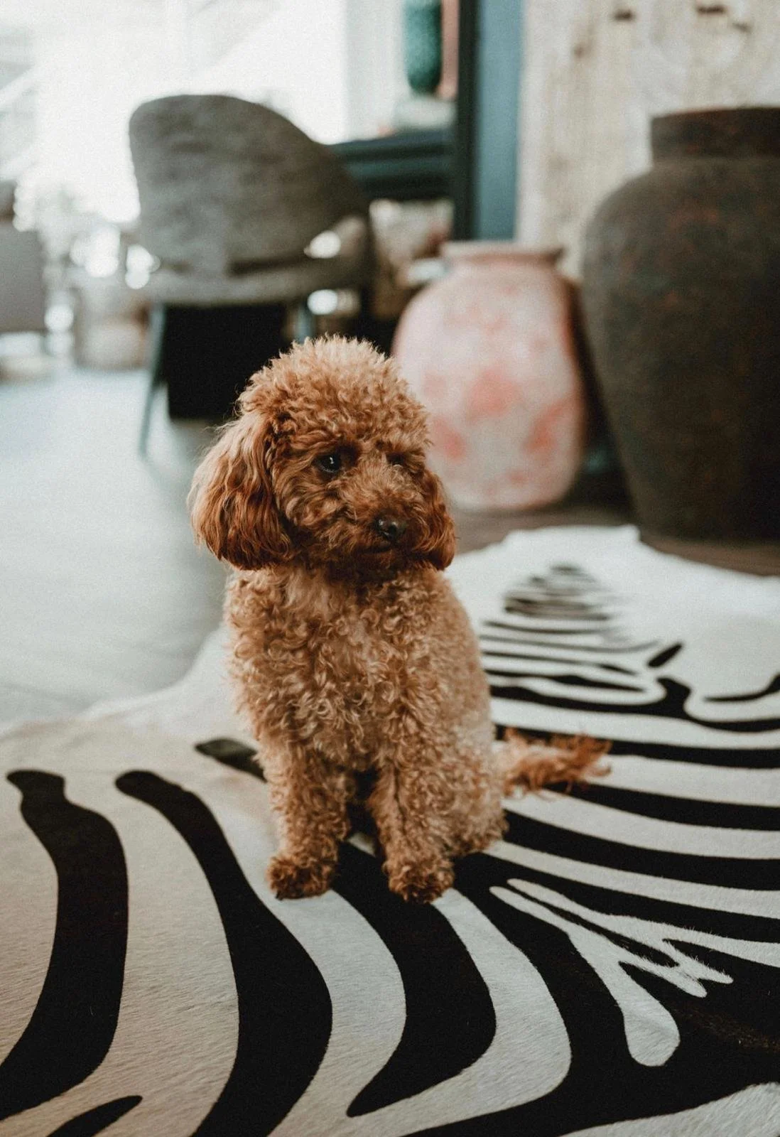Dog in Vilamoura interior design studio