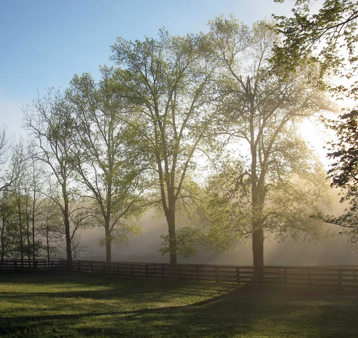 mist+trees.jpg