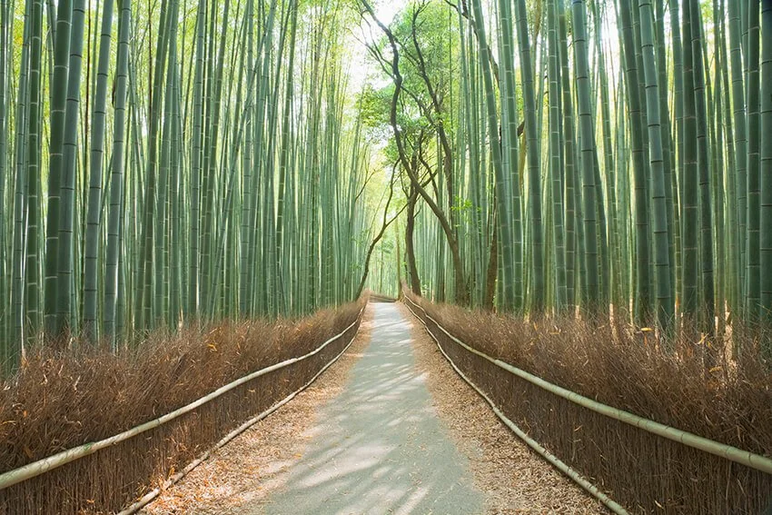 Medical Qigong for self mastery and Personal Cultivation.jpg