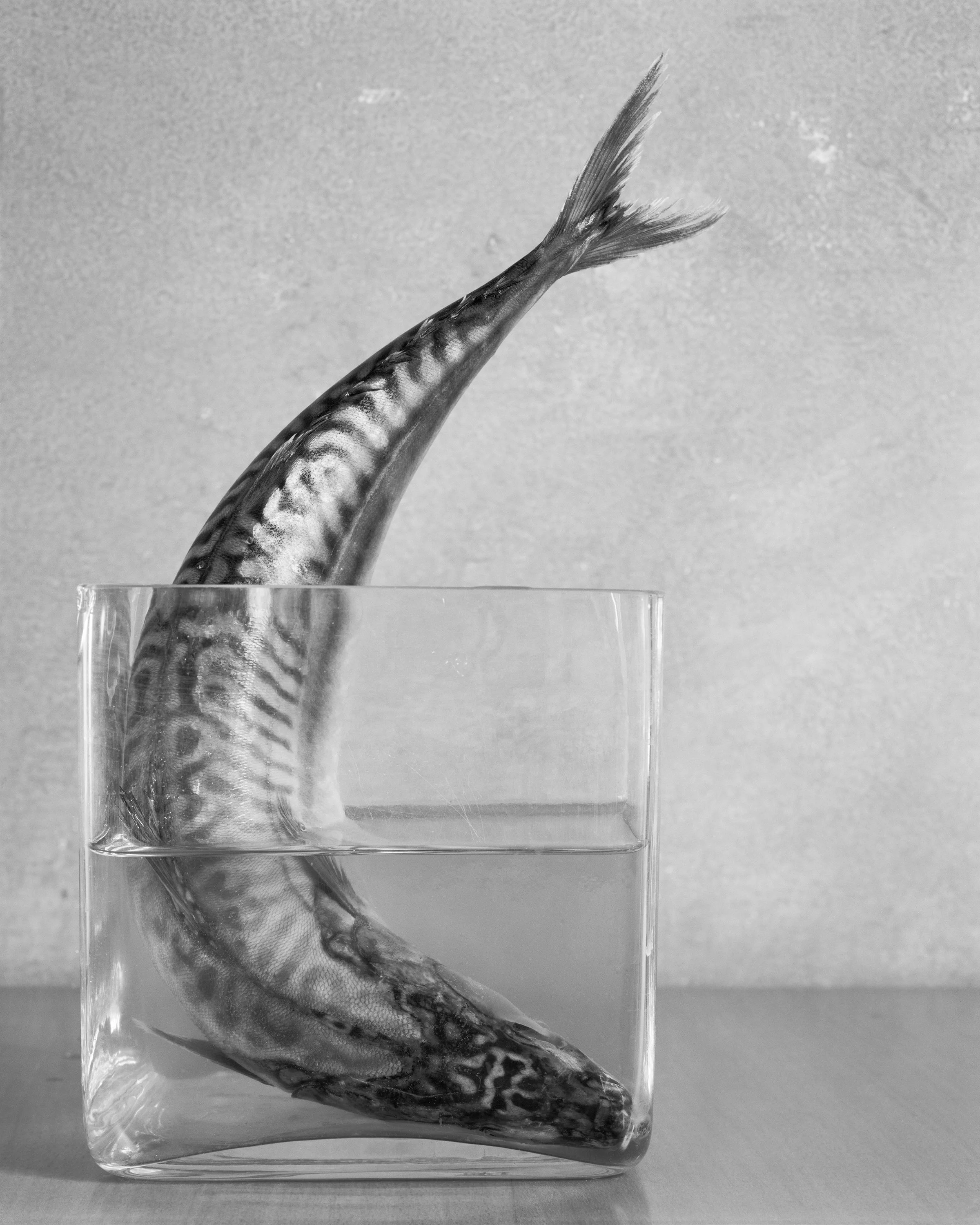 FishinVase_NoCorrectionscopy.jpg