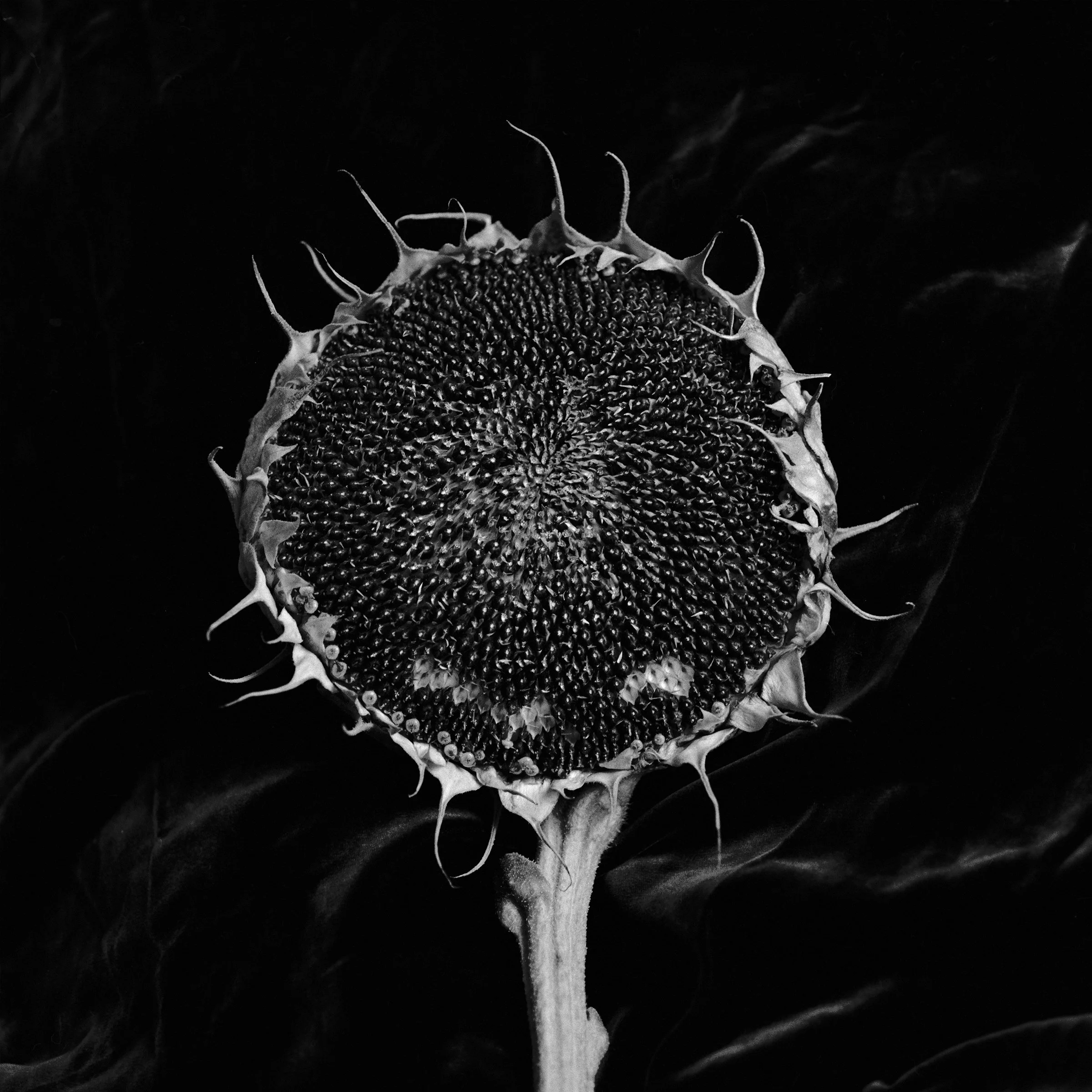 Sunflower_Lightestcopy.jpg
