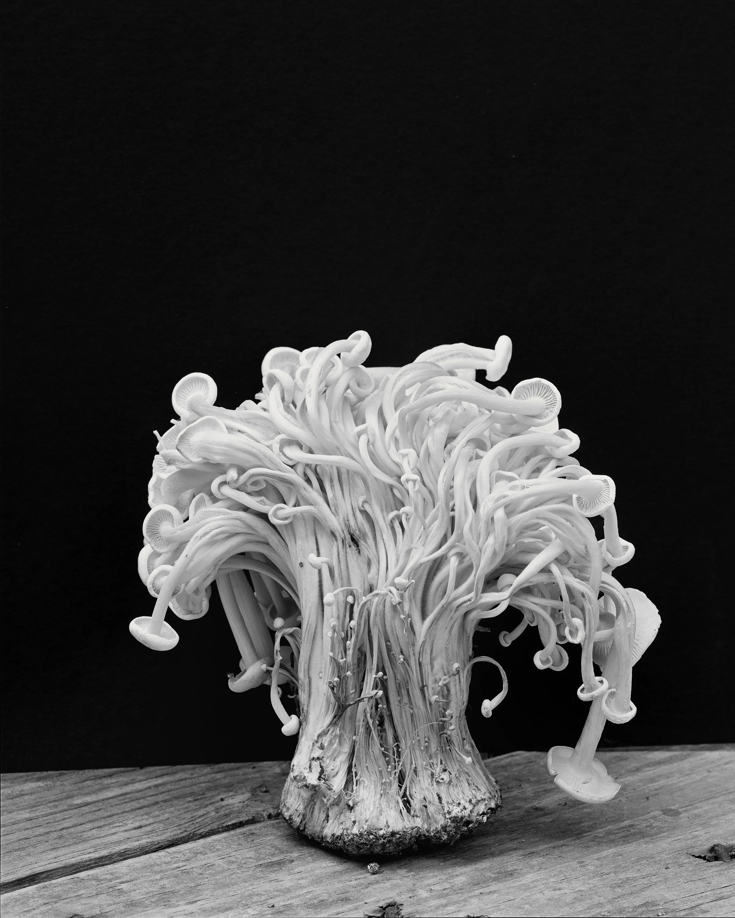 Mushrooms_LessContrastcopy.jpg