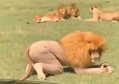 Lions, Rewards and Stupidity