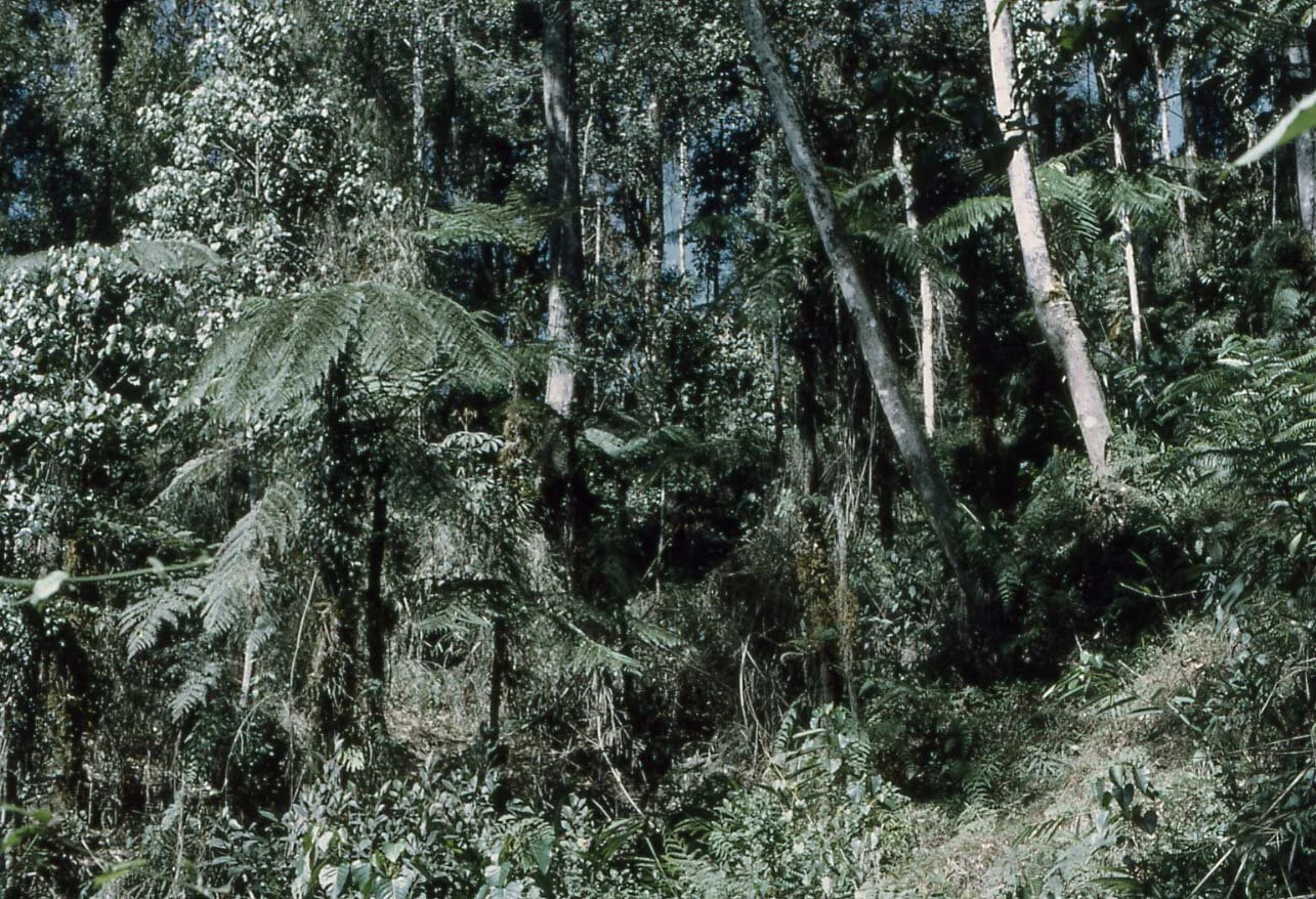 Kokoda Track and Owen Stanley Ranges, PNG