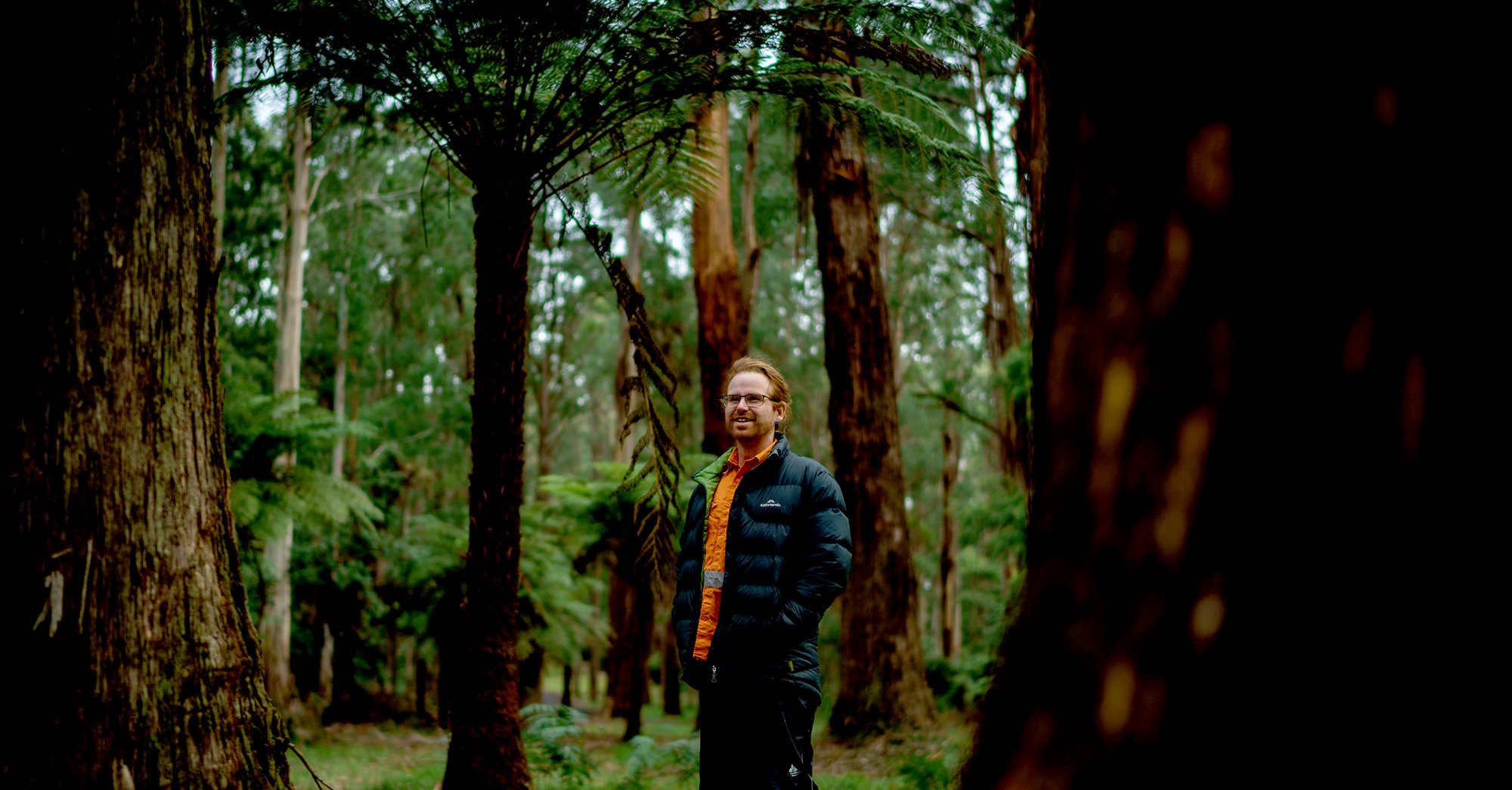 RIDGEWALK, DANDENONG RANGES, VIC