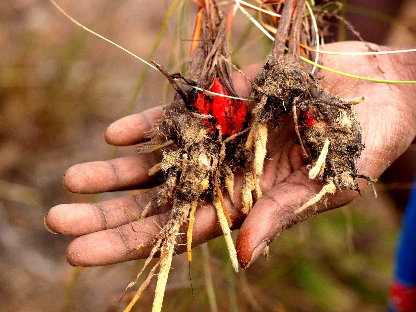 Plants and cultural knowledge: how biodiversity sustains heritage