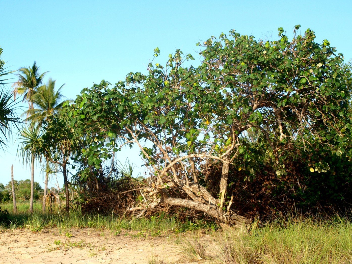 Applied ethnobotany: heritage, climate change and the future of Country