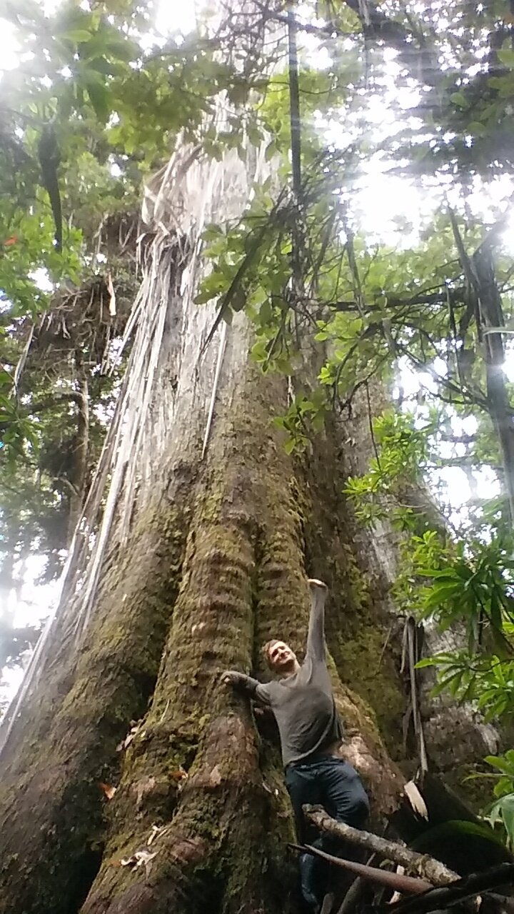 Mountain Ash (Tasmania) 