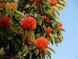 Tree Waratah - Alloxylon pinnatum