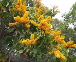 Crown of Gold - Barklya syringifolia