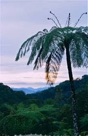 Tree Fern - Cyathea spp