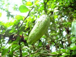 Finger Lime - Citrus australasica