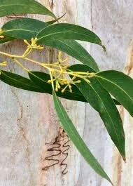 Scribbly Gum - Eucalyptus racemosa