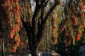 Weeping Bottle Brush - Melaleuca viminalis