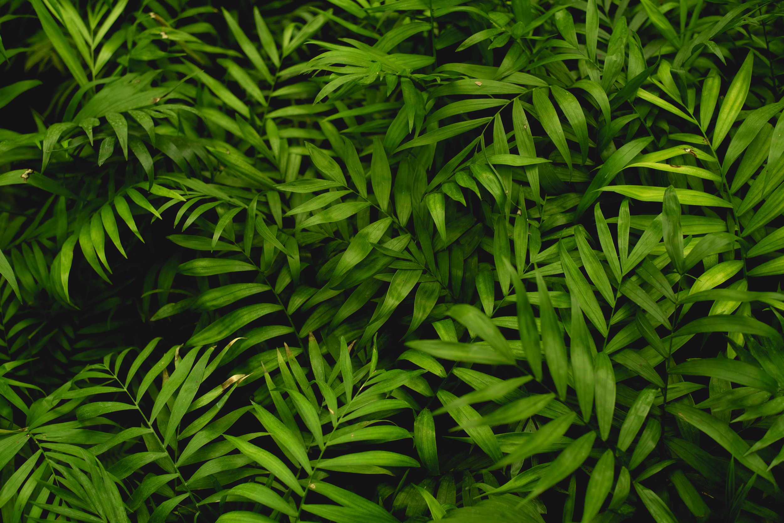 mohammad-ali-jafarian-1271880-unsplash.jpg