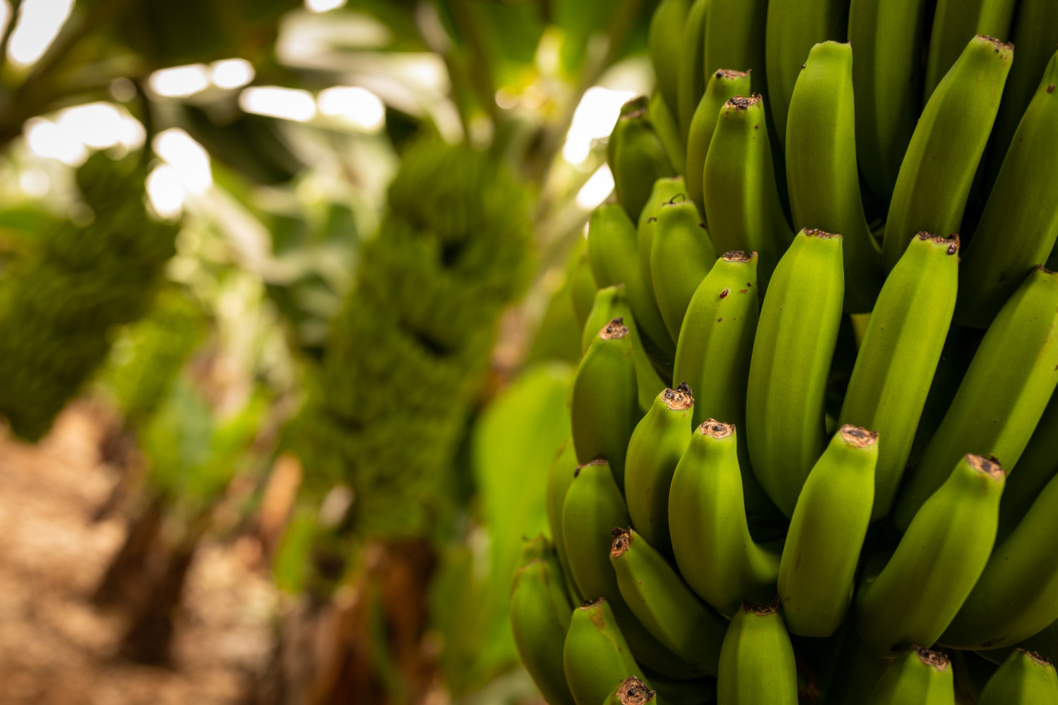 Banánfarm (6).jpg
