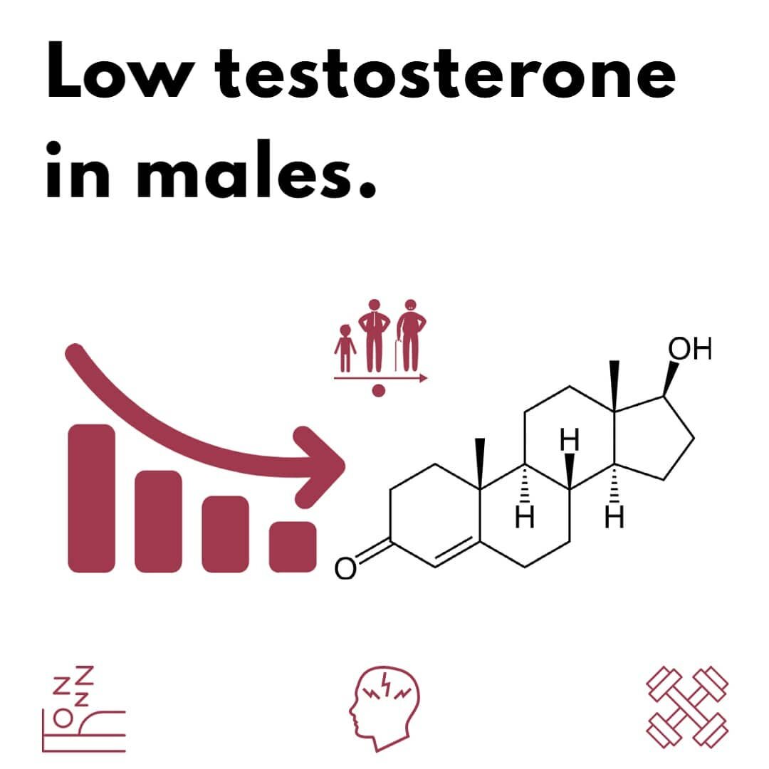 Testosterone, the primary male androgen, produced by the gonads (in both sexes) and in smaller quantities by your adrenal glands. When we think of testosterone, we might think of all those classic male characteristics such as muscle growth and high l