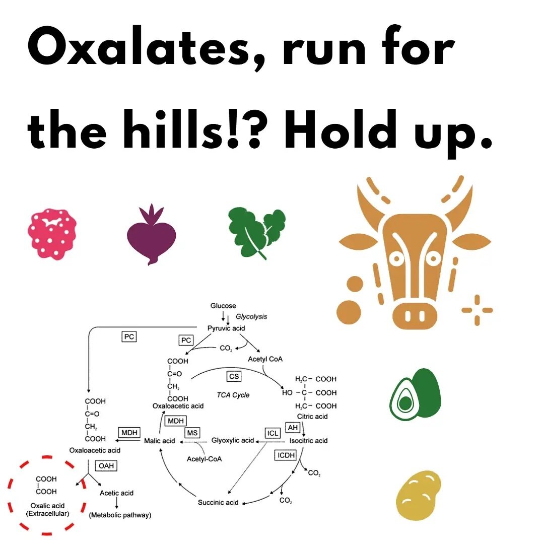 Someone asked, so here it is.

Oxalates. Perhaps you picture an angry ox when someone mentions the word. Oxalates is a &lsquo;loose&rsquo; term which falls under a rather complicated pathway in the body, known as the Glyoxylate pathway or cycle.

But