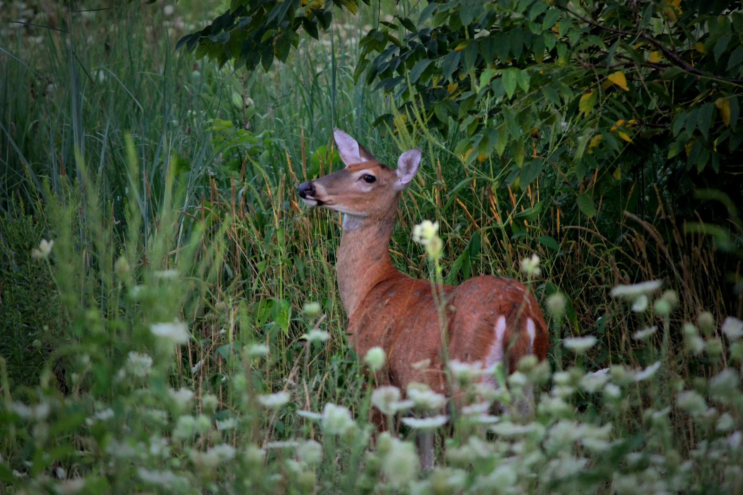 Attention Hoosier Deer Hunters!