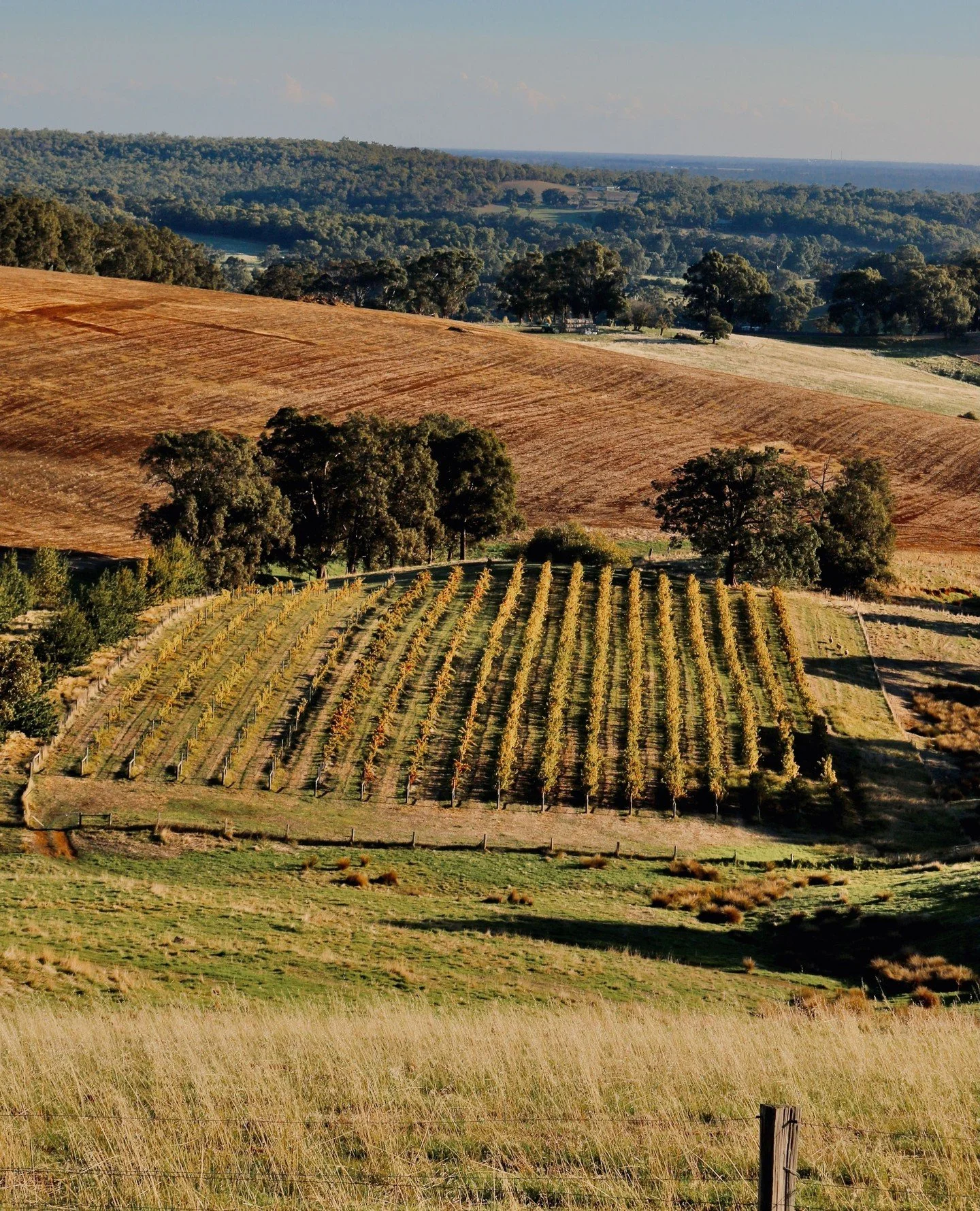 The valley is already turning golden with the heat. Warm days ahead, we can't wait ☀️⁠
⁠
⁠
.⁠
.⁠
.⁠
.⁠
.⁠
#greendoorwines #fergusonvalley #discoverfergusonvalley #bungeo #bunburygeographe #winemakersofgeographe #justanotherdayinwa #australiassw #aust