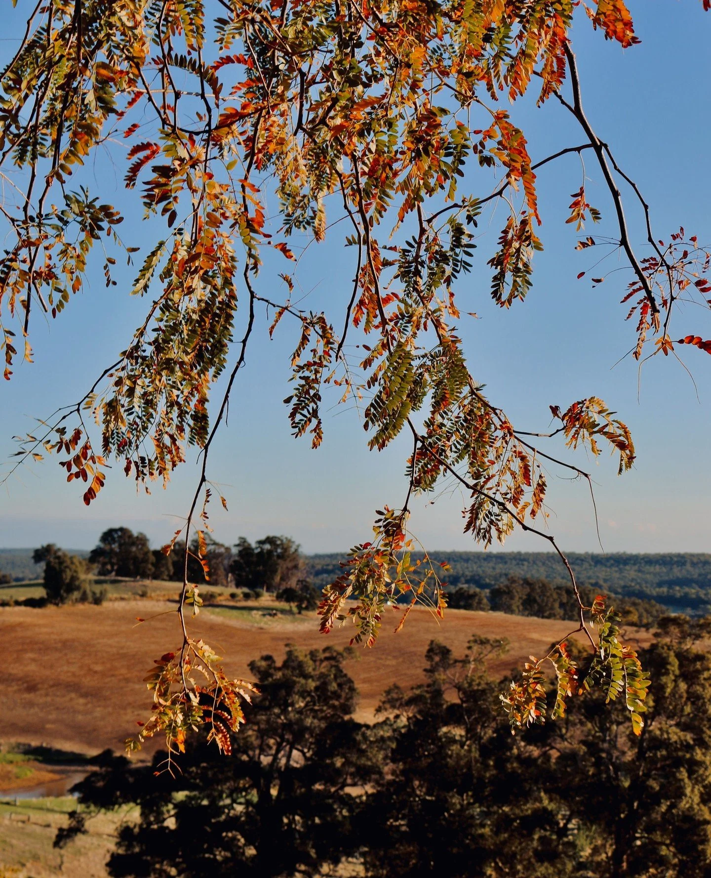 Our Golden Gleditsia trees are in full bloom at the moment...be sure to call ahead to reserve an outside table, they don't last long in the summer! ⁠
⁠
.⁠
.⁠
.⁠
#greendoorwines #fergusonvalley #cellardoor #australiawine #winetasting #wawine #visitwa 