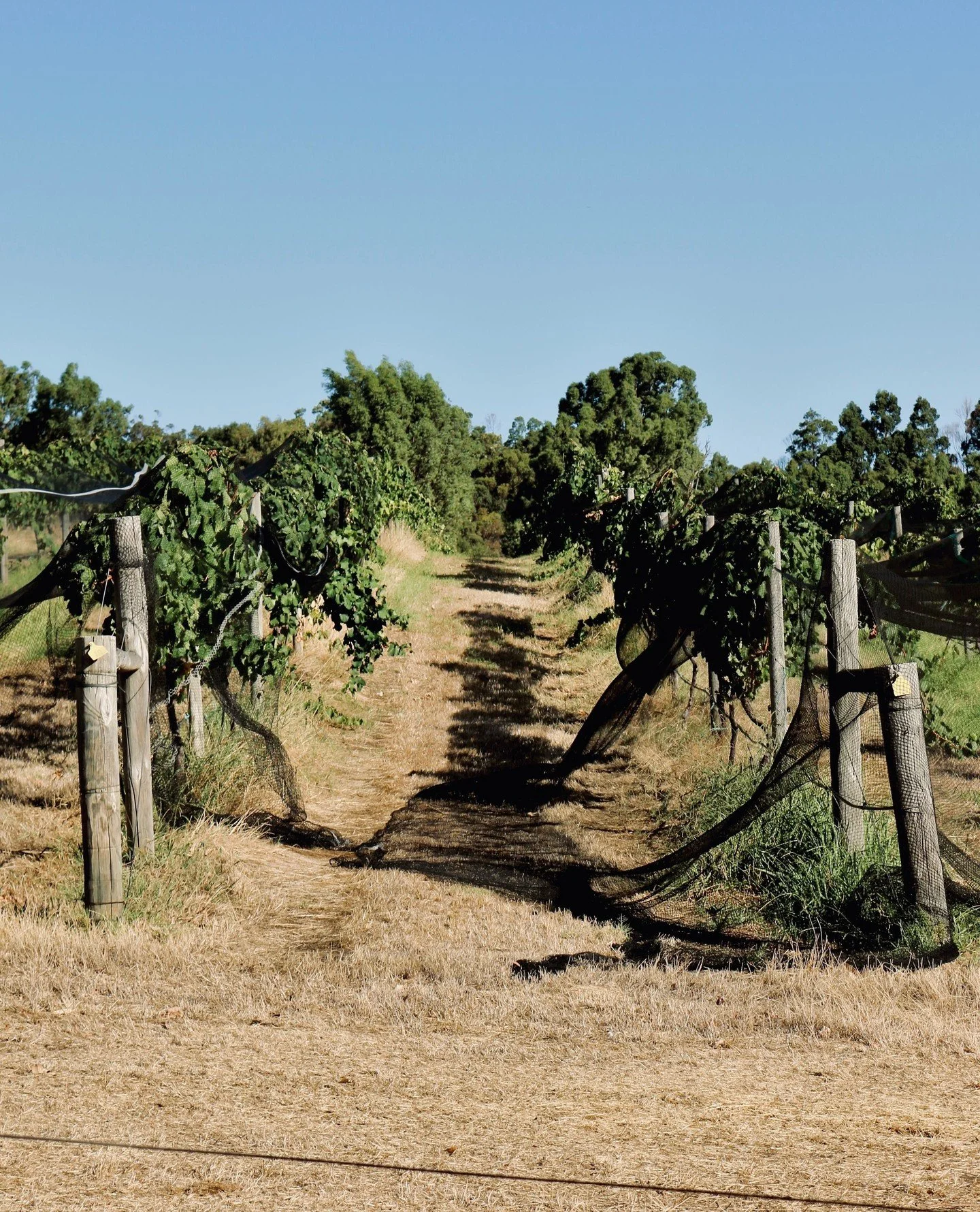 Nets are on and the countdown to vintage has officially begun 🍇⁠
⁠
.⁠
.⁠
.⁠
.⁠
.⁠
#greendoorwines #fergusonvalley #discoverfergusonvalley #bungeo #bunburygeographe #winemakersofgeographe #justanotherdayinwa #australiassw #australias_southwest #weste