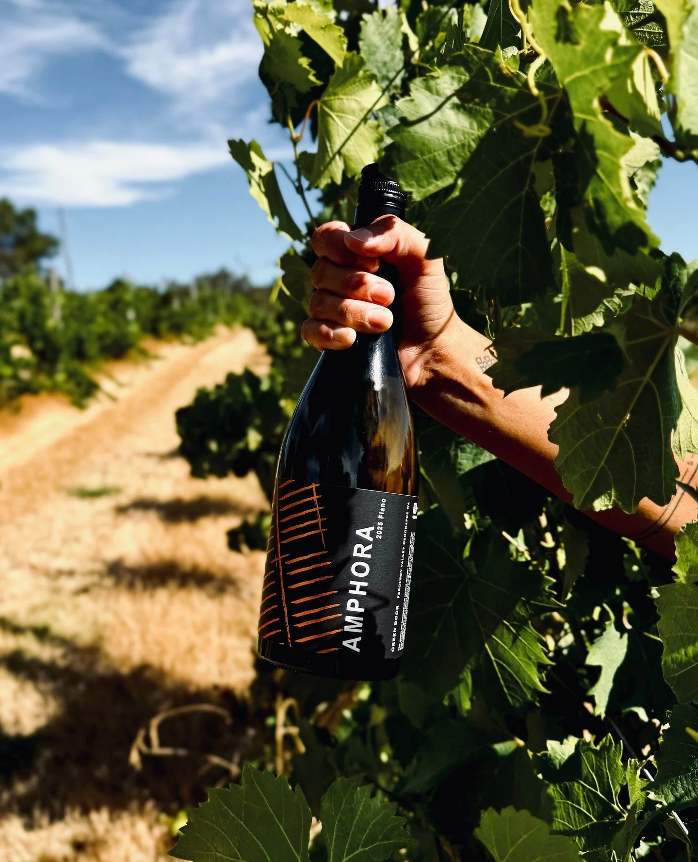 NEW - 2025 AMPHORA FIANO ⁠
⁠
Fiano is a true crowd pleaser in WA. Crisp and lively with seafood, rich and savory with roasted dishes or pasta. Our Amphora Fiano is a match for almost any meal, now available online or available in the cellar door. ⁠
⁠