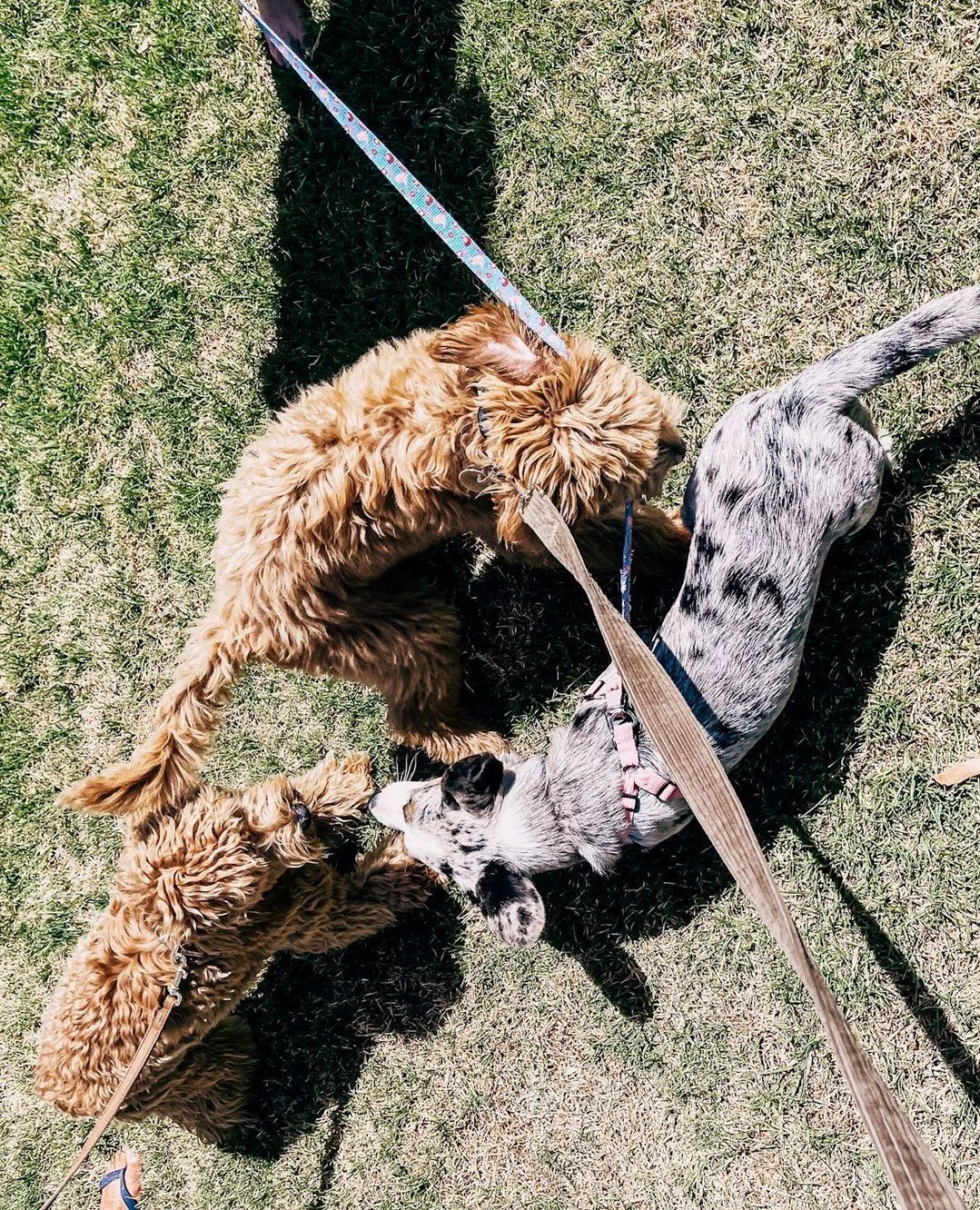 DOG FRIENDLY 🐶⁠
⁠
Did you know our outside tables near the trees are dog friendly&hellip;because good pups deserve good views too! Book ahead, they fill up fast! 🌿⁠
.⁠
.⁠
.⁠
.⁠
.⁠
#greendoorwines #fergusonvalley #cellardoor #australiawine #winetast