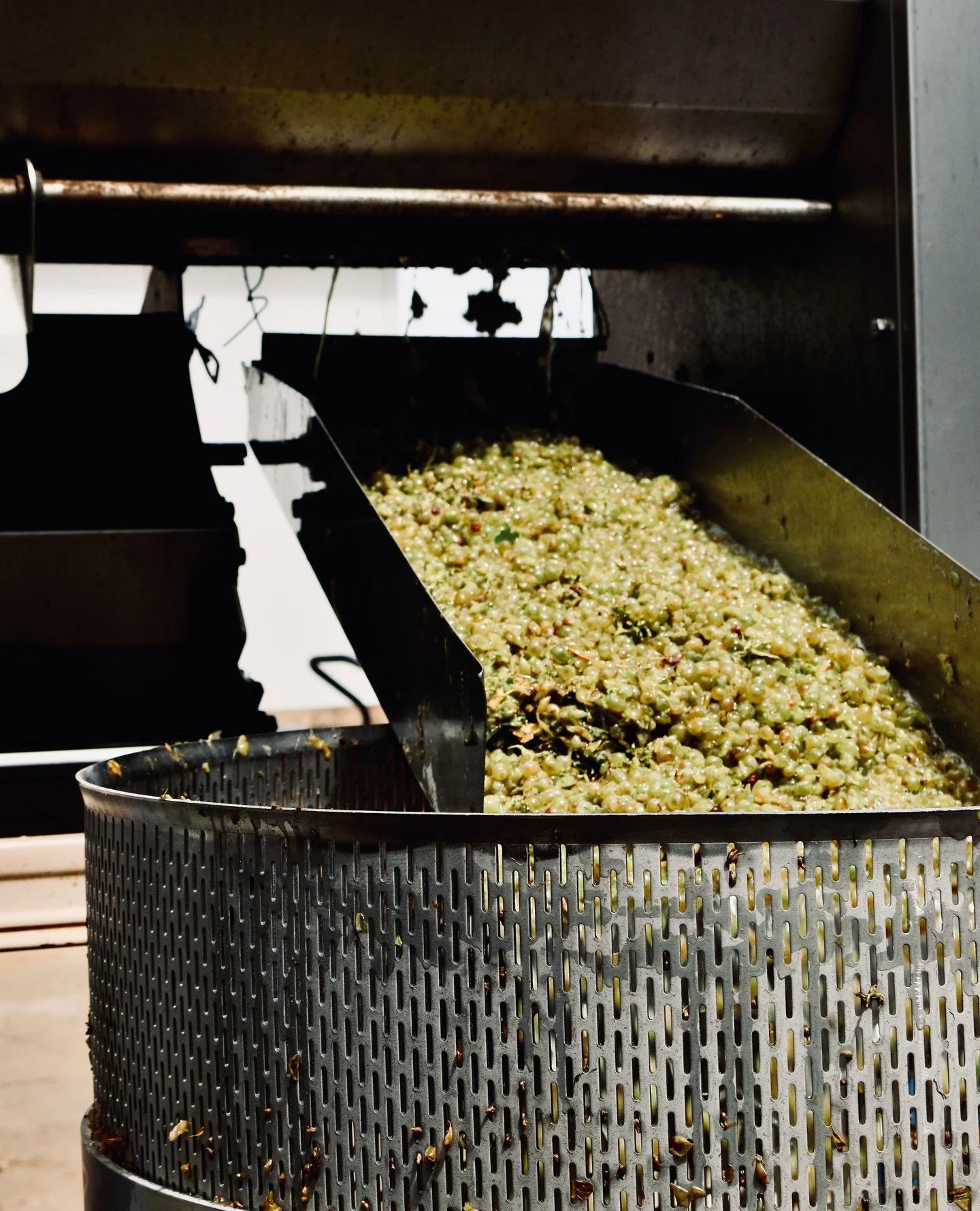 The fruit&rsquo;s looking good now&hellip;vintage is almost here 🍇🍷⁠
.⁠
.⁠
.⁠
.⁠
.⁠
#greendoorwines #fergusonvalley #discoverfergusonvalley #bungeo #bunburygeographe #winemakersofgeographe #justanotherdayinwa #australiassw #australias_southwest #we