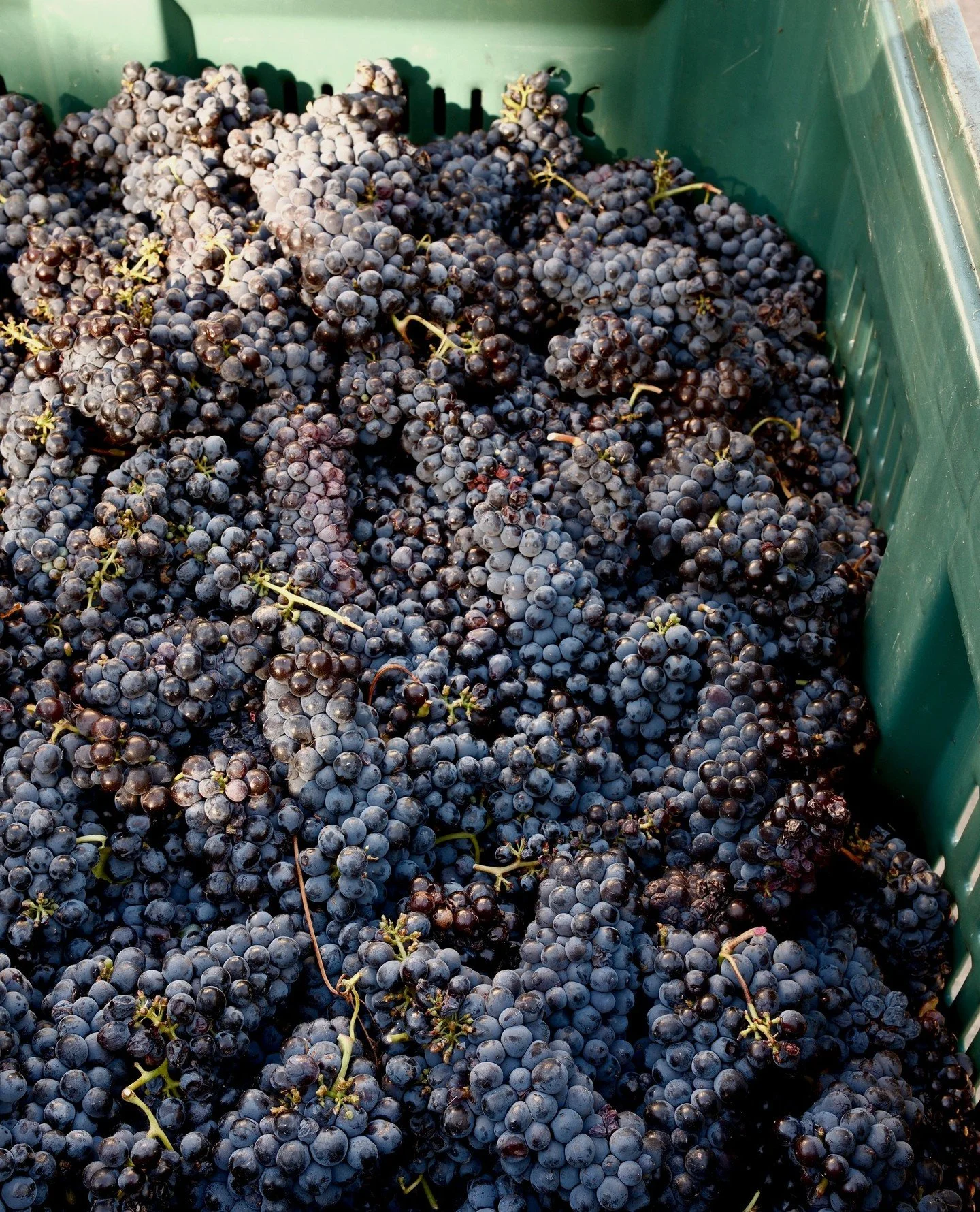 Does a grape a day keeps the doctor away&hellip;even if it&rsquo;s in the form of wine? ⁠
⁠
Just asking for a friend🍷⁠
⁠
.⁠
.⁠
.⁠
.⁠
.⁠
#greendoorwines #fergusonvalley #discoverfergusonvalley #bungeo #bunburygeographe #winemakersofgeographe #justano