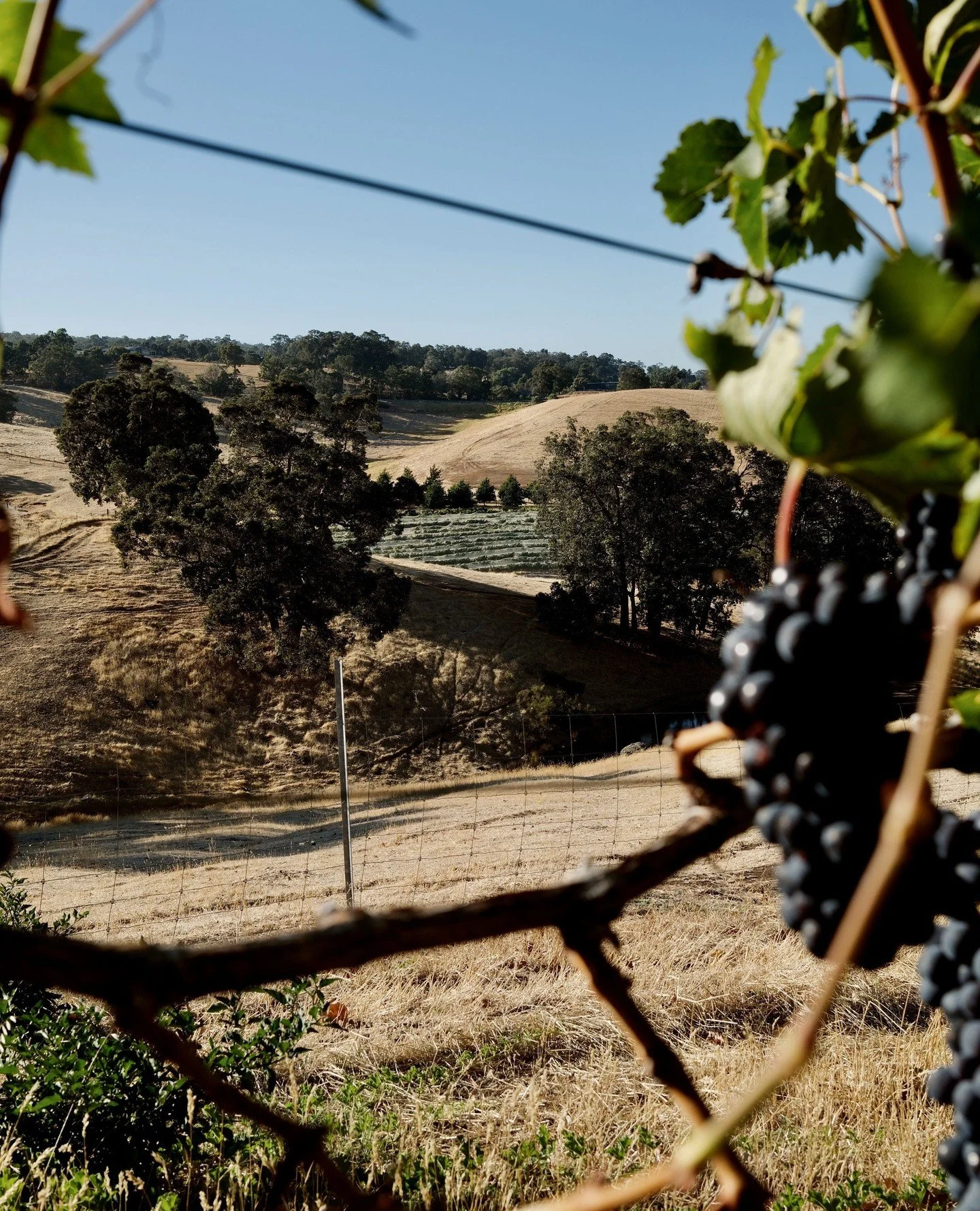 Sangiovese vineyard views 🌿 ⁠
.⁠
.⁠
.⁠
.⁠
.⁠
#greendoorwines #fergusonvalley #discoverfergusonvalley #bungeo #bunburygeographe #winemakersofgeographe #justanotherdayinwa #australiassw #australias_southwest #westernaustralia #westisbest #thisiswa #we