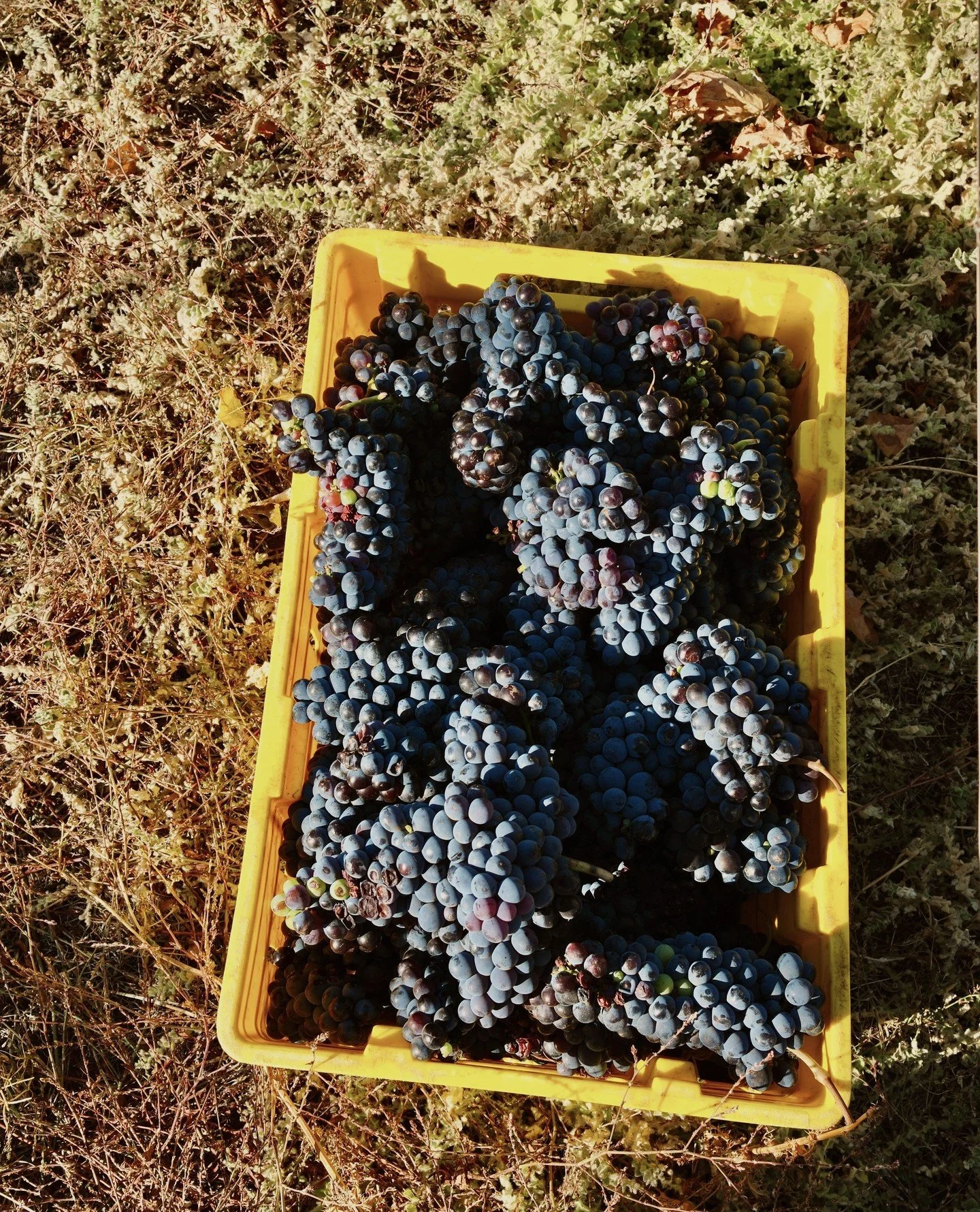 Almost a wrap on vintage up here in the valley! 🍇⁠
.⁠
.⁠
.⁠
.⁠
.⁠
#greendoorwines #fergusonvalley #discoverfergusonvalley #bungeo #bunburygeographe #winemakersofgeographe #geographewine #geographewineregion #justanotherdayinwa #australiassw #austral