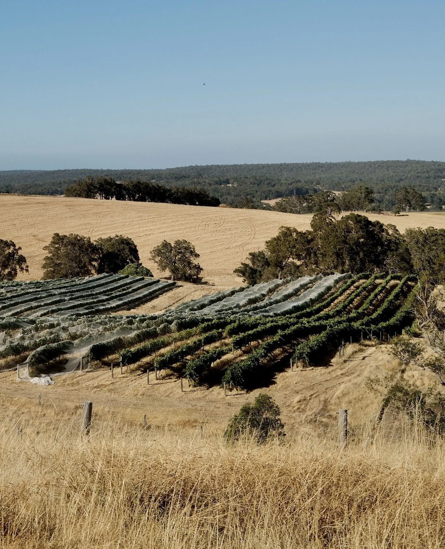Nets are coming off, which means vintage 2026 is done and dusted!⁠
⁠
Thanks to all those who showed up bright and early this year to hand pick the fruit, its be a fantastic few weeks 🍇⁠
⁠
.⁠
.⁠
.⁠
.⁠
.⁠
#greendoorwines #fergusonvalley #discoverfergu