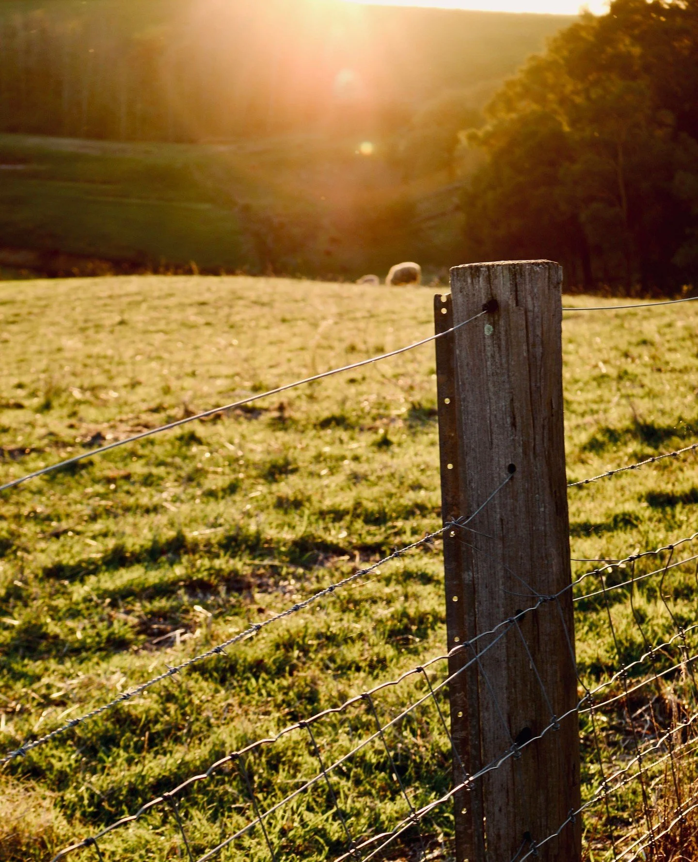 A little rain goes a long way&hellip; the valley hills have come alive in every shade of green this past week.⁠
⁠
Pop out and see for yourself this weekend 🌿⁠
⁠
.⁠
.⁠
.⁠
.⁠
.⁠
.⁠
#greendoorwines #fergusonvalley #discoverfergusonvalley #bungeo #bunbu