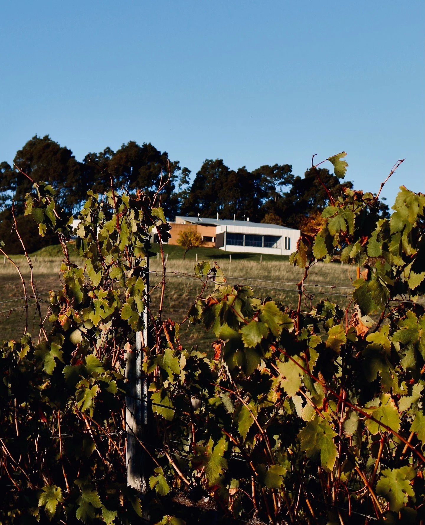 CLOSED ALL WEEKEND⁠
⁠
See you next Thursday the 28th of May 👋🏼⁠
.⁠
.⁠
.⁠
.⁠
.⁠
#greendoorwines #fergusonvalley #discoverfergusonvalley #bungeo #bunburygeographe #winemakersofgeographe #geographewine #geographewineregion #justanotherdayinwa #austral