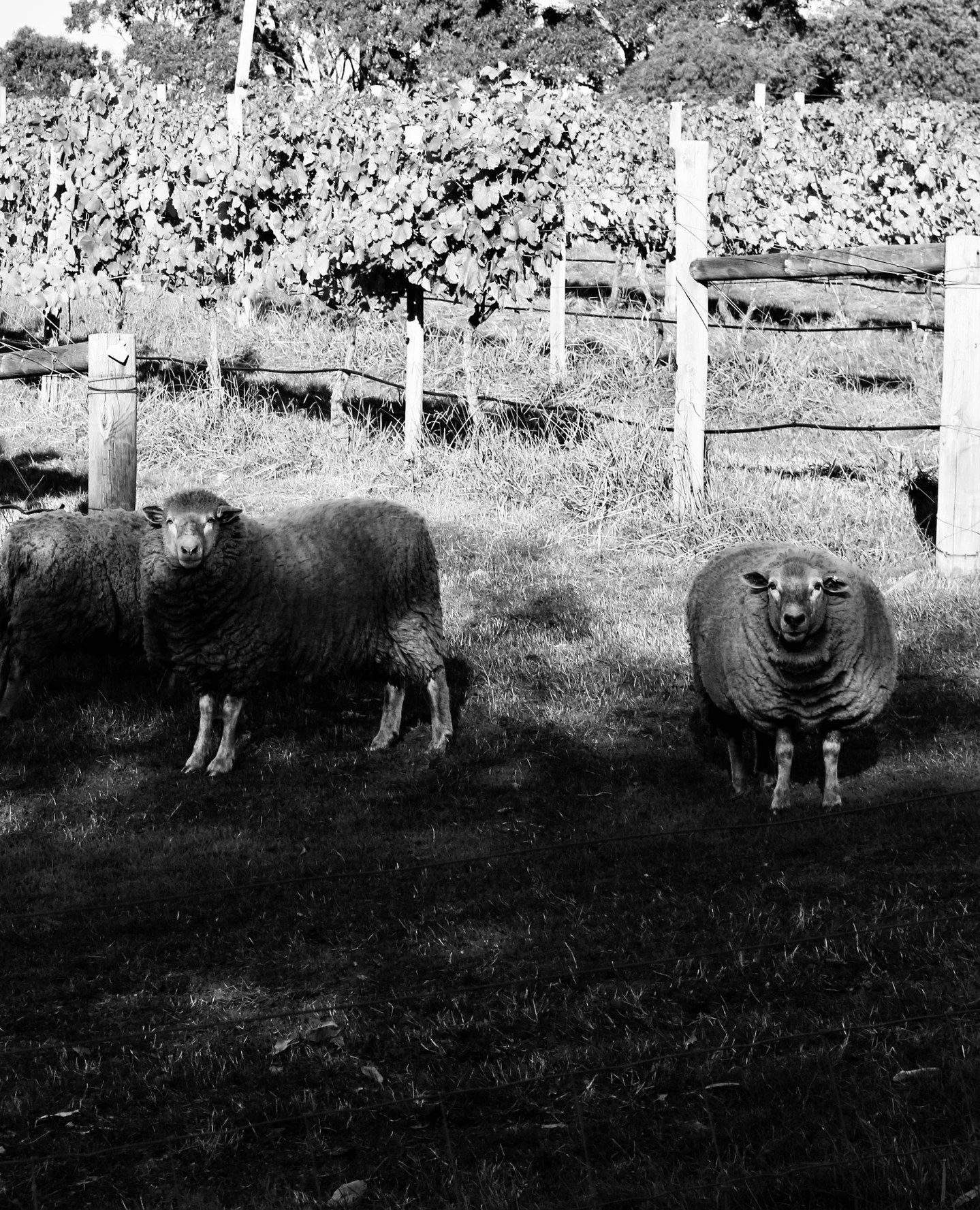 A quiet Monday with some residents of the vineyard 🐑⁠
.⁠
.⁠
.⁠
.⁠
.⁠
#fergusonvalley #bungeo #winemakersofgeographe #VineyardLife #australiassouthwest