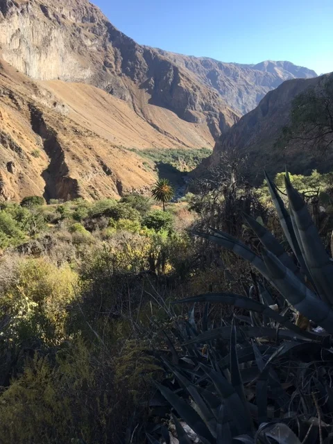 Travel Blog Peru - Cañón Colca (15th July 2019)