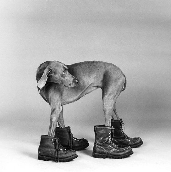 Best Friends III: the dog as subject in fine art photography — Abilene ...