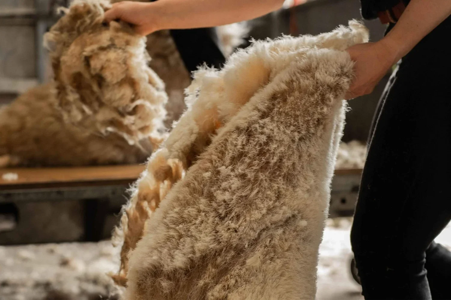 British Wool: From Sheep to Sauna