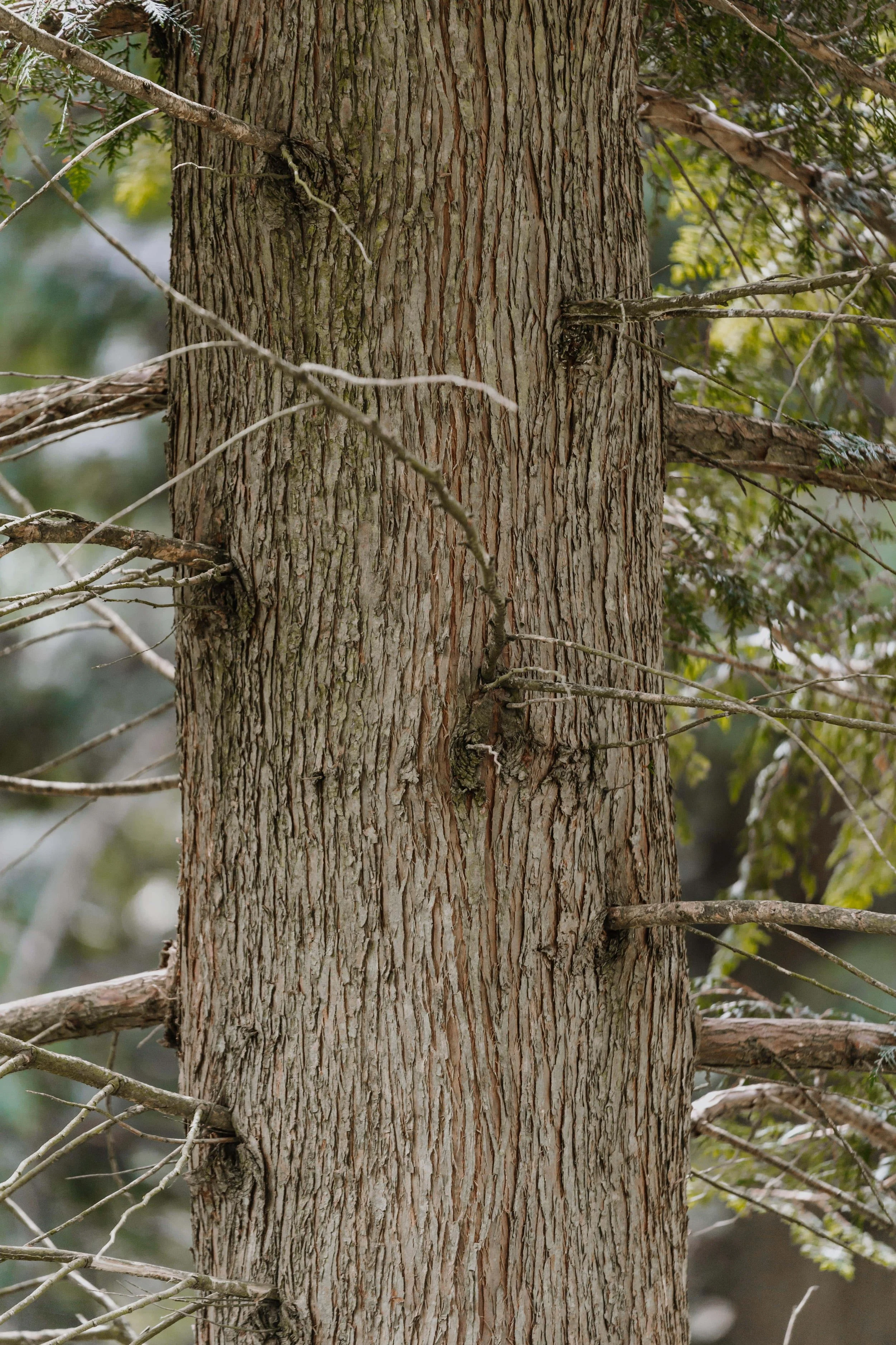 Western Red Cedar Bark Western Red Cedar Bark
