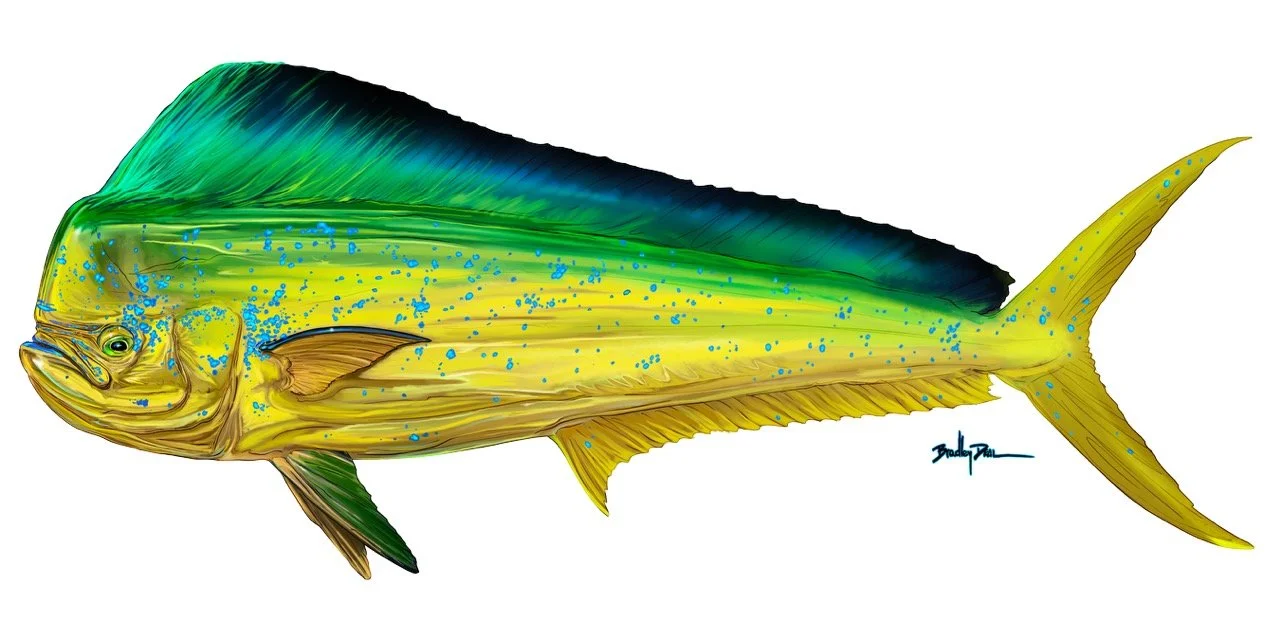 Illustration of a fish with detailed yellow, green and blue coloring.
