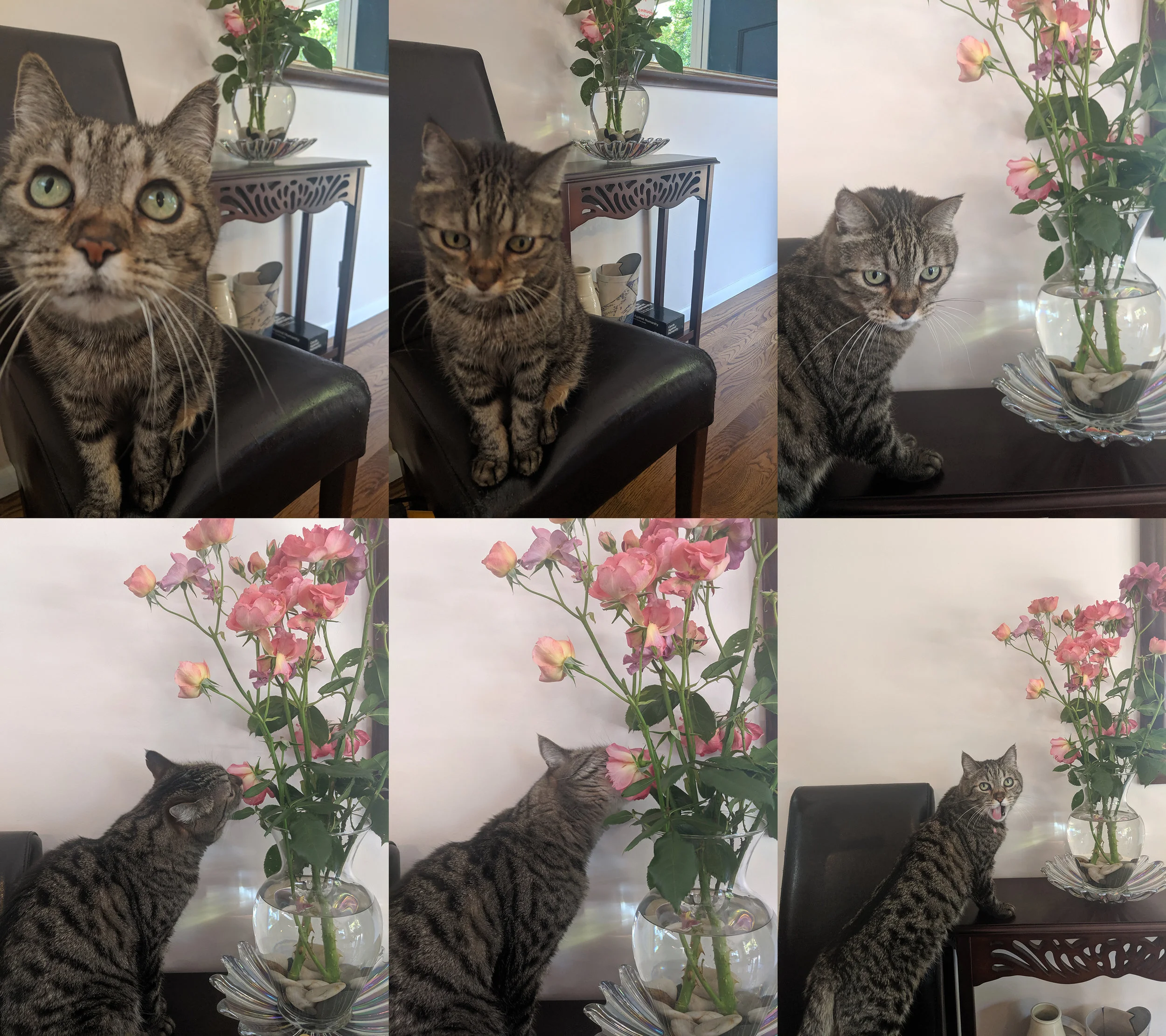 parker-roses.jpg
