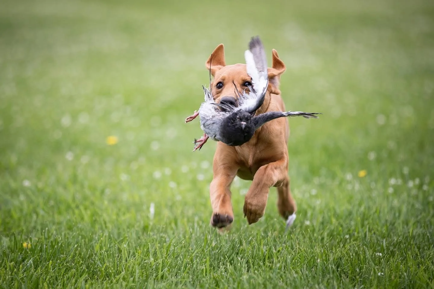 Puppy to Pro: A Comprehensive Timeline for Hunting Dog Development