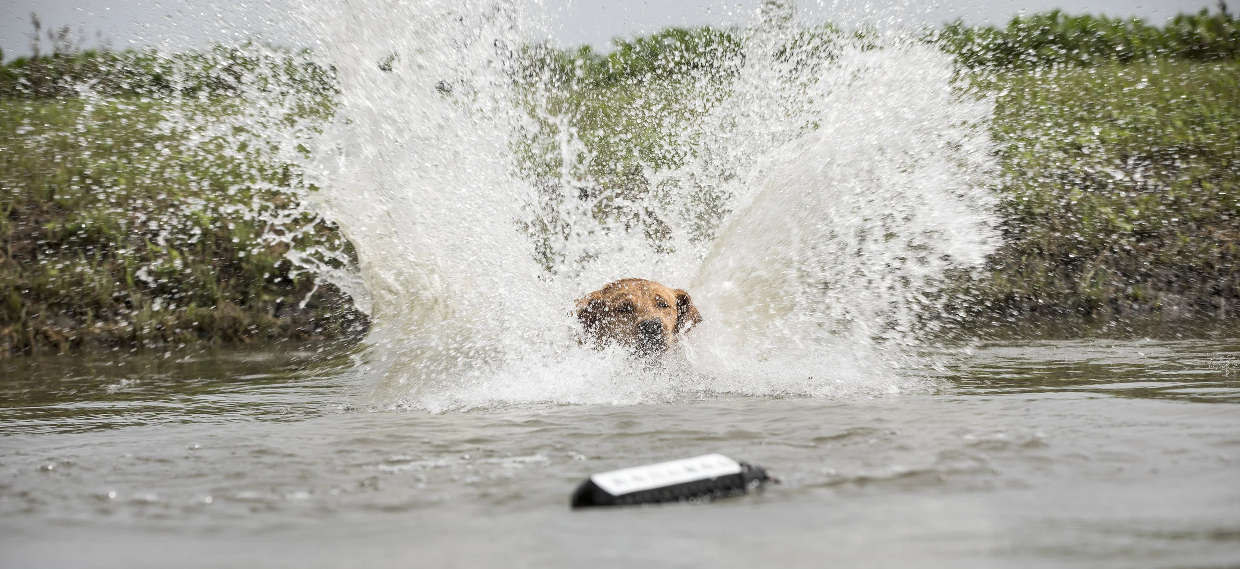 Gauge, 5 years old, retrieving a bumper.