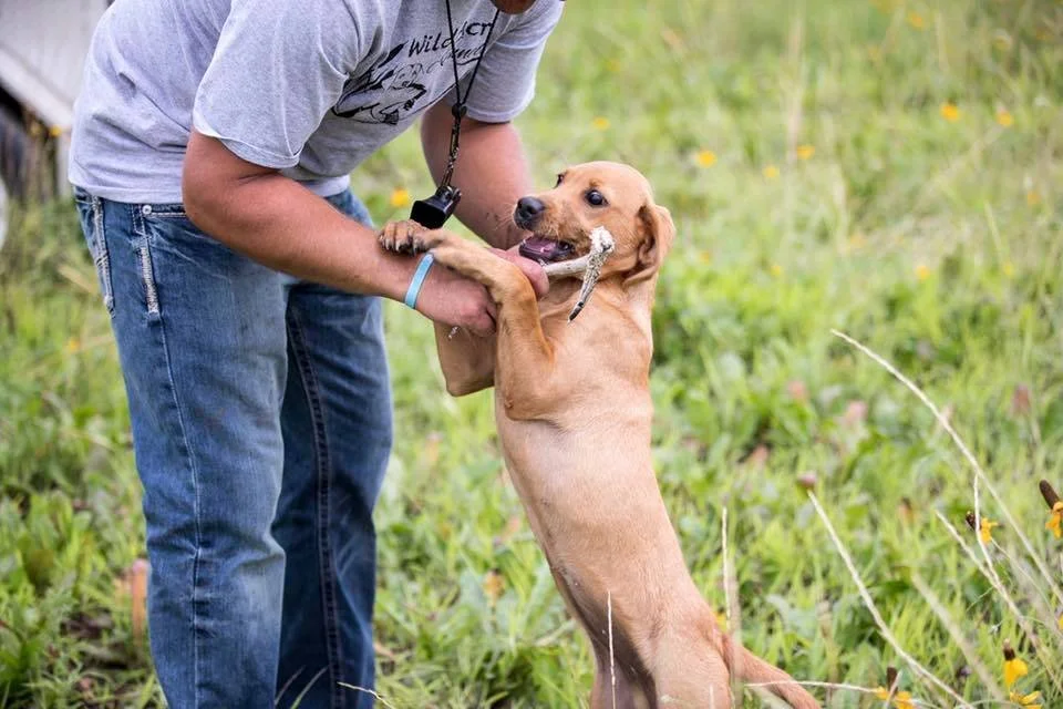 6 Quick Dog Obedience Training Tips for You and Your Pup