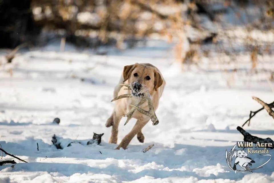 Winter Exercise Ideas for Your Energetic Pup